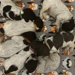 Wirehaired Pointing Griffon puppies from Greenwood Sporting Dogs (AKC Breeders of Merit)