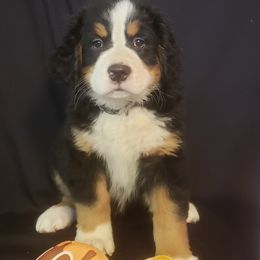 Girl 2 - Bernese Mountain Dog puppy in Francisco, Indiana from Kate's Country Canines