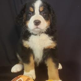 Girl 2 - Bernese Mountain Dog puppy in Francisco, Indiana from Kate's Country Canines