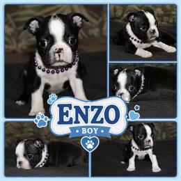 Enzo - Black brindle and white male Boston Terrier puppy in Brooksville, Florida from I Love Pups