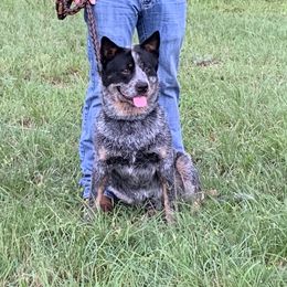 Taylor - Australian Cattle Dog