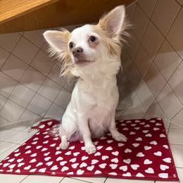 Monica - Chihuahua