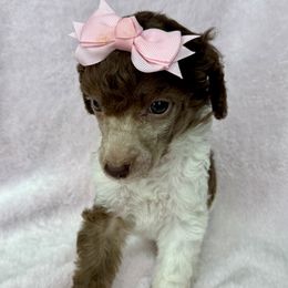 Poodle Puppies from Silver Lining Poodles