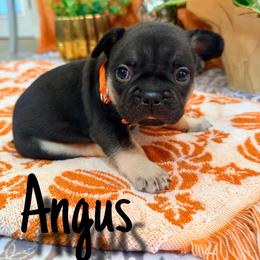 Angus - Black and tan male French Bulldog puppy in Peoria, Arizona from A Quality French Bulldogs AZ