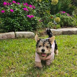 Maltese, Morkie, and Yorkshire Terrier Puppies from Fluff Town Puppies, LLC