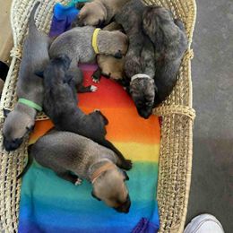 Greyhound Puppies from Trapple's Custom K-9's
