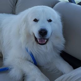Great Pyrenees from Judith Cooper’s Great Pyrenees