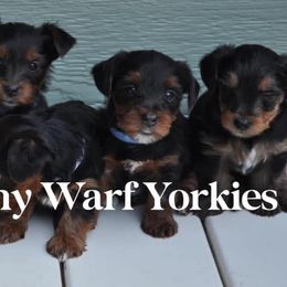 Yorkshire Terrier Puppies from Happy Healthy Yorkies