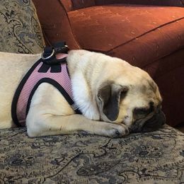 Pugs from Grumble Cafe
