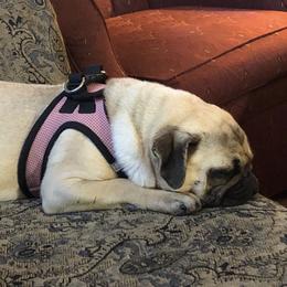 Pugs from Grumble Cafe