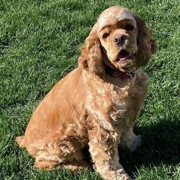 Cocker Spaniels from Timeless Cockers