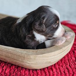 Reverie - Red tri-color female Australian Shepherd puppy in Mountain Grove, Missouri from K Bar H Farms