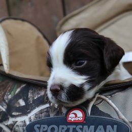 English Springer Spaniel Puppies from White Pine Springer Spaniels