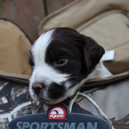 English Springer Spaniel Puppies from White Pine Springer Spaniels