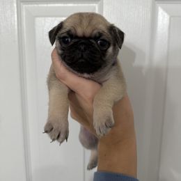 Purple Collar - Fawn female Pug puppy in Elizabethtown, Kentucky from EZ Pugs