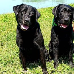 Labrador Retriever All Grown Up from Sundog Working Labradors