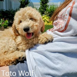 Goldendoodle Puppies from Brulee Doodles