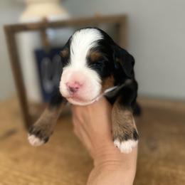 Fritter - Tri-color male Bernedoodle puppy in Waco, Texas from Blessings Pups Doodles