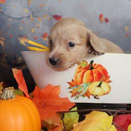 Ross - Cream male Dachshund puppy in Pace, Florida from Shoebox Doxie’s