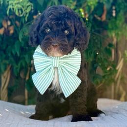 Espresso - male Australian Labradoodle puppy in Clovis, California from Delta Doodless
