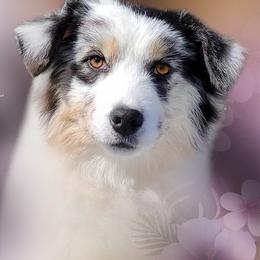 Push - Miniature American Shepherd