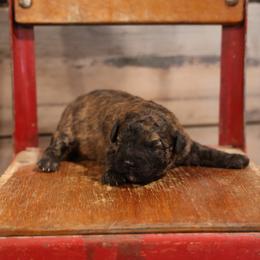Onna - Merle female Whoodle puppy in West Bend, Iowa from Blue Skies Terriers