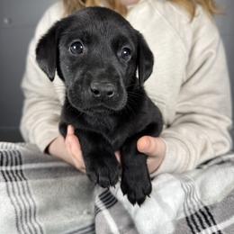 Creed - Black male Labrador Retriever puppy in Great Falls, Montana from Yogo Point Kennels