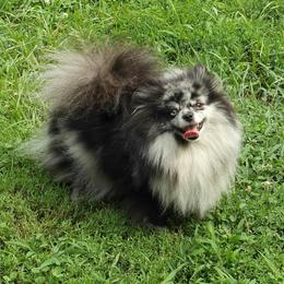 Vanity - Pomeranian
