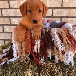 Clubs - Yellow male Labrador Retriever puppy in Melrose, New Mexico from ECMO Farm Dalmatians & Labrador Retrievers