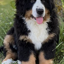 Bernedoodles and Bernese Mountain Dogs from Snowy Desert Bernese
