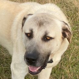 Anatolian Shepherd Dog and Kangal All Grown Up from Hidden Meadow Ranch