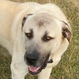Anatolian Shepherd Dog and Kangal All Grown Up from Hidden Meadow Ranch