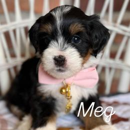 Meg - Tri-color female Bernedoodle puppy in Snohomish, Washington from Refined Doodles