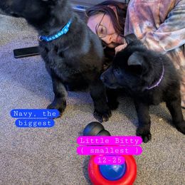 Nixie older brother and her - Black male German Shepherd puppy in Roy, Washington from Diwaids Working German Shepherd Dogs