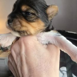 Guiness - Black tan and white male Biewer Terrier puppy in Chesapeake, Virginia from Bellissima Biewers & Yorkies