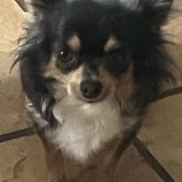 Chili - Chocolate blue female Chihuahua puppy in Tecumseh, Oklahoma from Callie’s Happy Chihuahuas, Callie’s Happy Treasures LLC