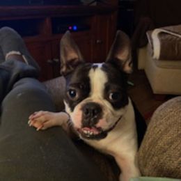 Boston Terrier Puppies from Boston Terriers