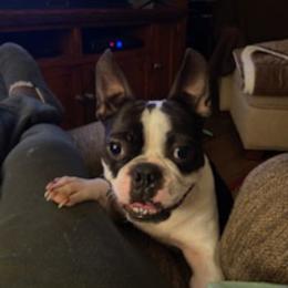 Boston Terrier Puppies from Boston Terriers