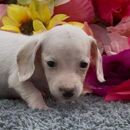 Scarlett - Piebald female Dachshund puppy in Desloge, Missouri from Snows Doxies