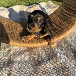 Classic black and tan longhair male - Black and tan male Dachshund puppy in Manteca, California from Sweet and Low Dachshunds