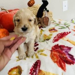 Goldendoodle Puppies from Cooper Goldendoodle