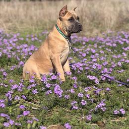 Flirt - Fawn female Cane Corso puppy in Briggs, Texas from Capital City Corso’s