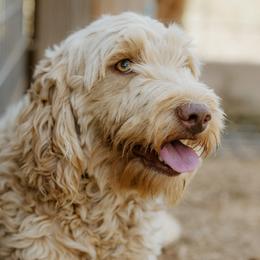 Sandy - Goldendoodle