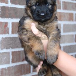 Yellow Collar - Black and red female German Shepherd puppy in Mount Vernon, Missouri from German Haus German Shepherds LLC