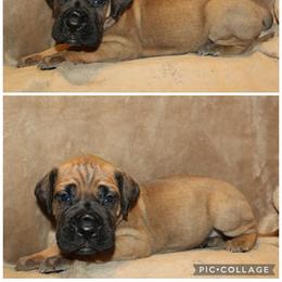 Forrest - Fawn male Great Dane puppy in Spokane, Washington from Phoenix Family Danes