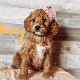 Goldendoodle Puppies from Bourbon and Lace Doodles
