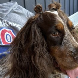 Bella - English Springer Spaniel
