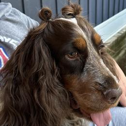 Bella - English Springer Spaniel