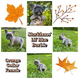 Starkhaus' Lil' Blue Barbie - Blue fawn female French Bulldog puppy in Pomfret Center, Connecticut from Starkhaus Rottweilers & Frenchies