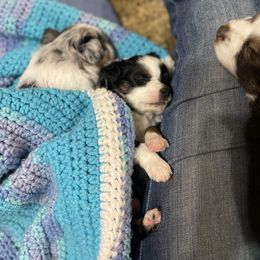 Australian Shepherd and Toy Australian Shepherd Puppies from Little Creek Ranch